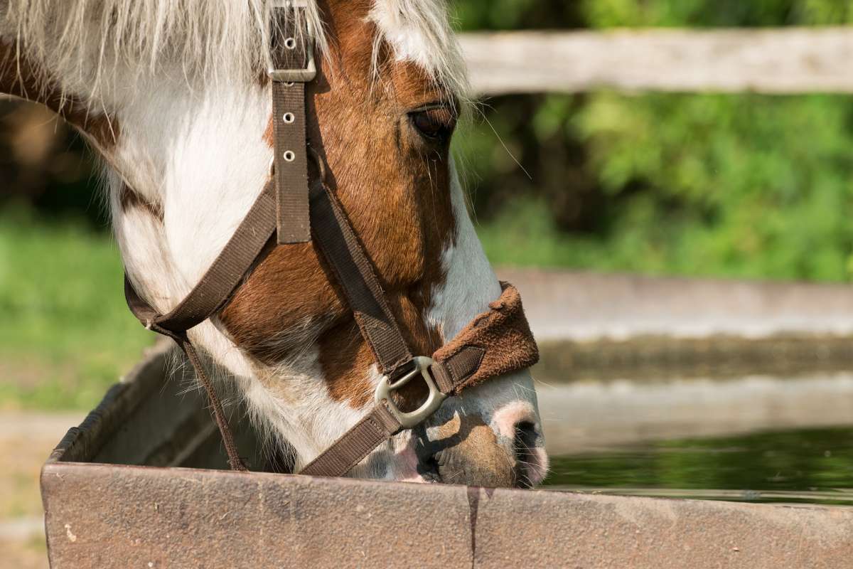 Pferd beim trinken