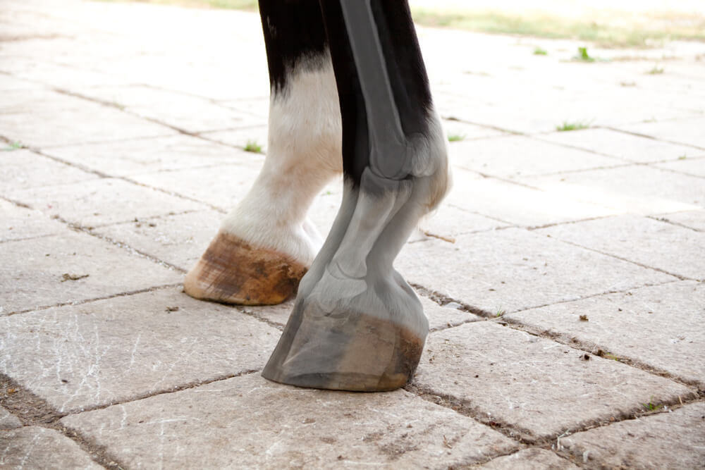 Arthrose beim Pferd – gibt es Hilfe? Pferdebein mit Skelett