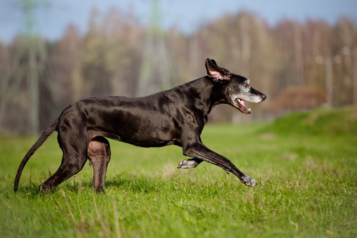 Arthrose beim Hund Schwarzer Hund rennt über eine Wiese