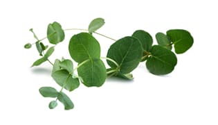 Eukalyptus Eukalyptus-Media