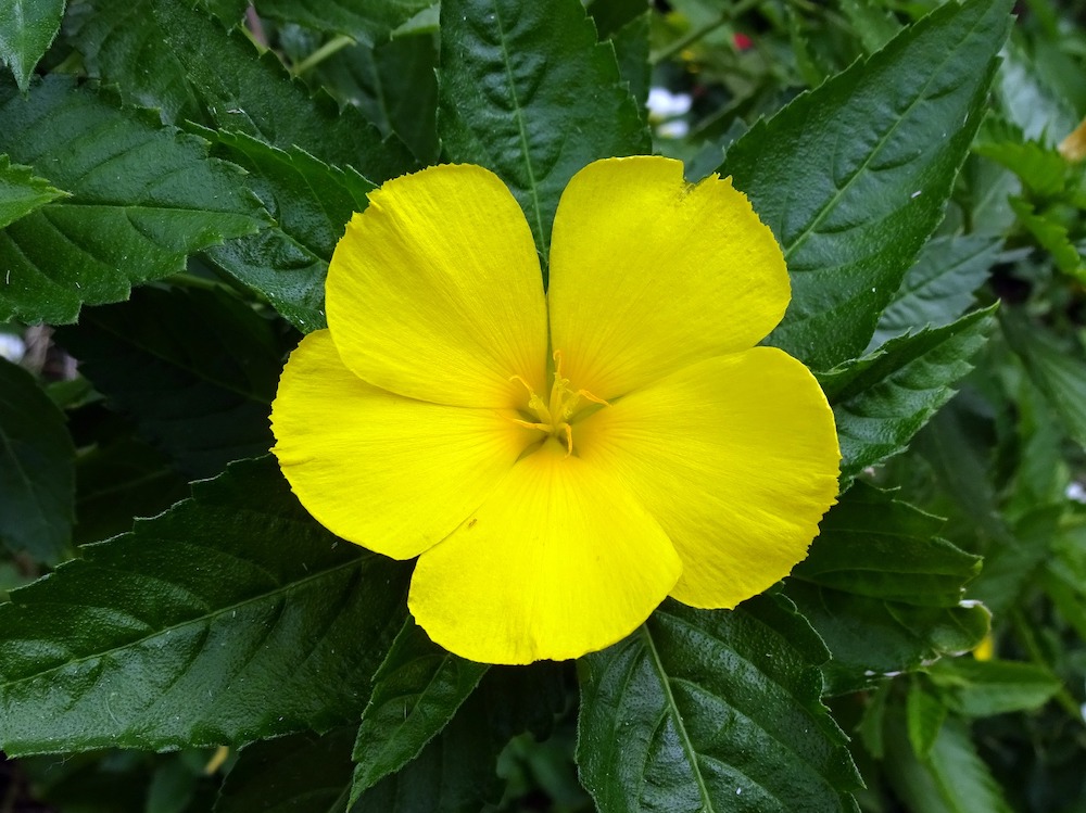 Damiana Damiana
