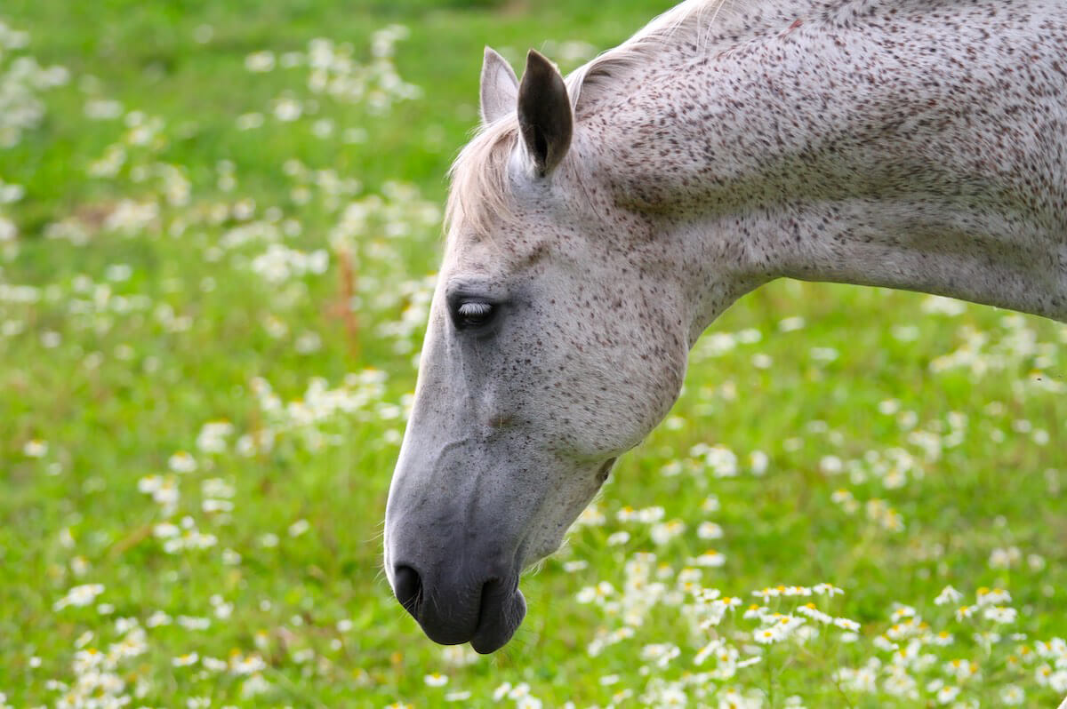 Pferd auf Weide