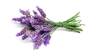 Lavendel Lavendel-Media