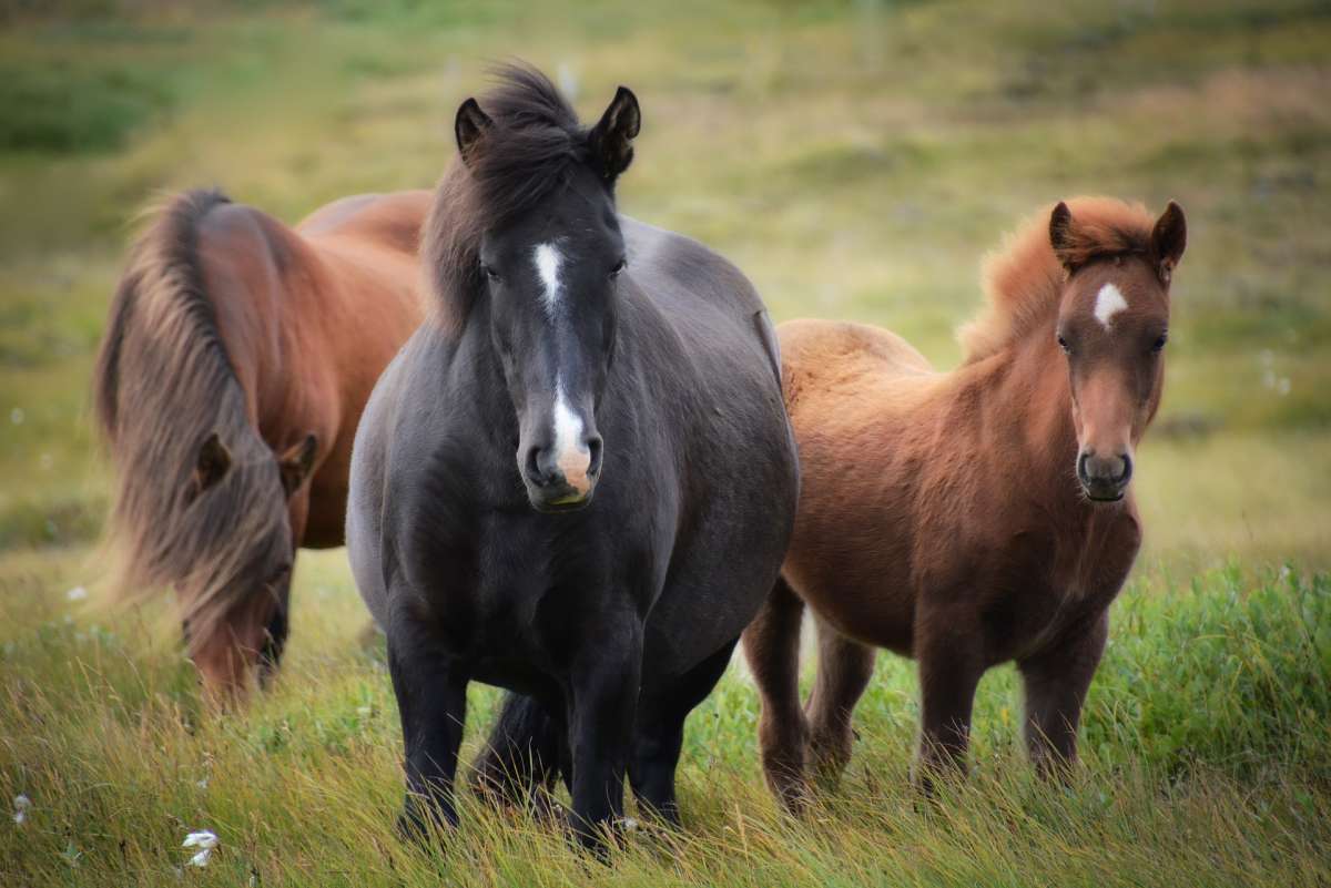 3 Pferde auf einer Wiese