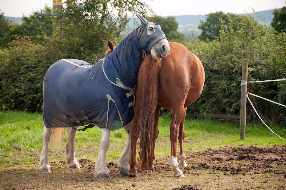 Sommerekzem beim Pferd