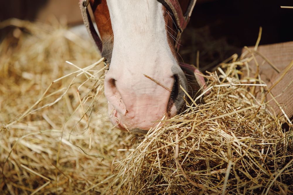 Raufutter für Pferde: Heu, Heulage oder Silage - was ist gesund?