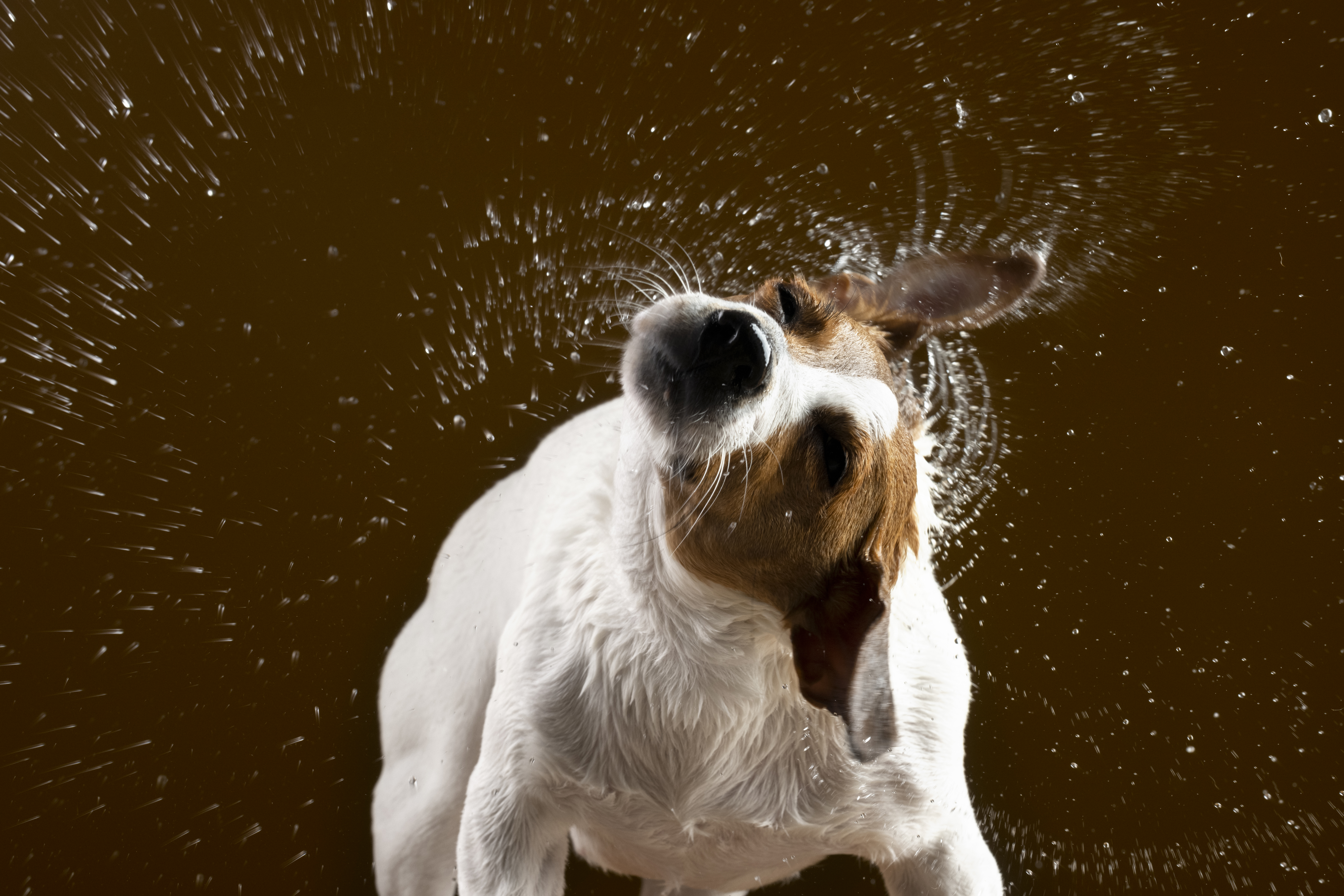 Natürliche Fellpflege Portrait Hund schüttelt sich