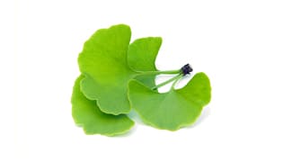 Ginkgoblatt Ginkgoblatt-Media