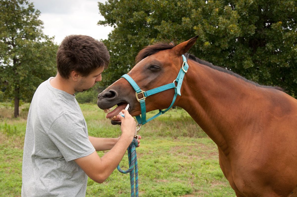 Pferd bekommt Entwurmungsmittel von einem Mann