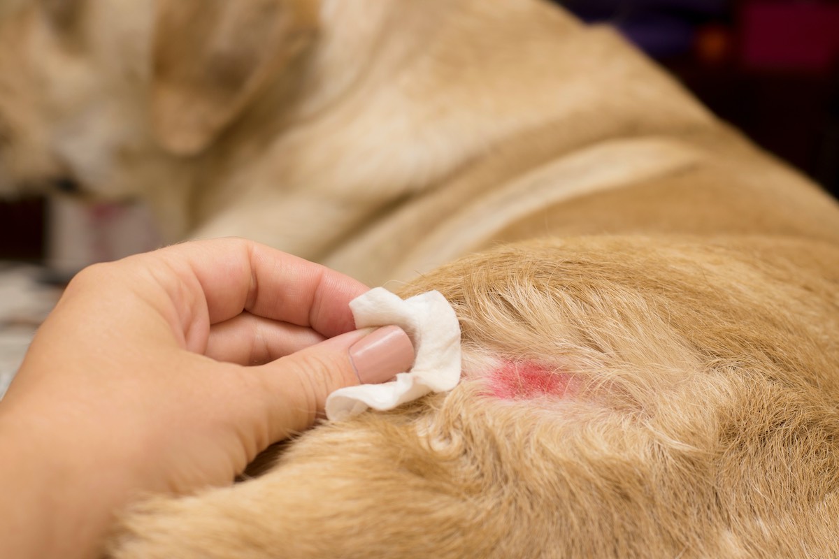Hund mit Dermatitis wird gepflegt