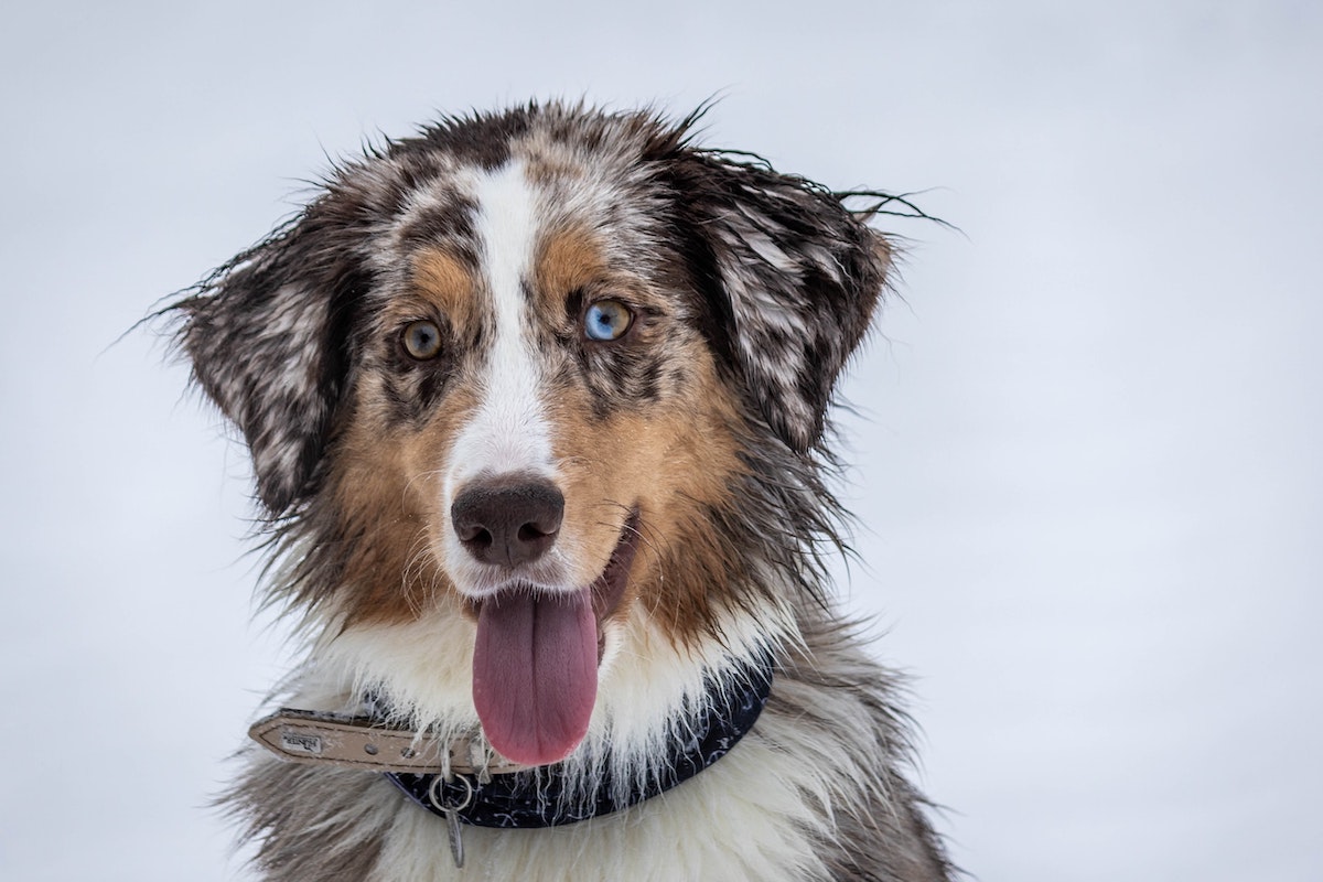 bei Hunden: Auslöser, & Behandlung »