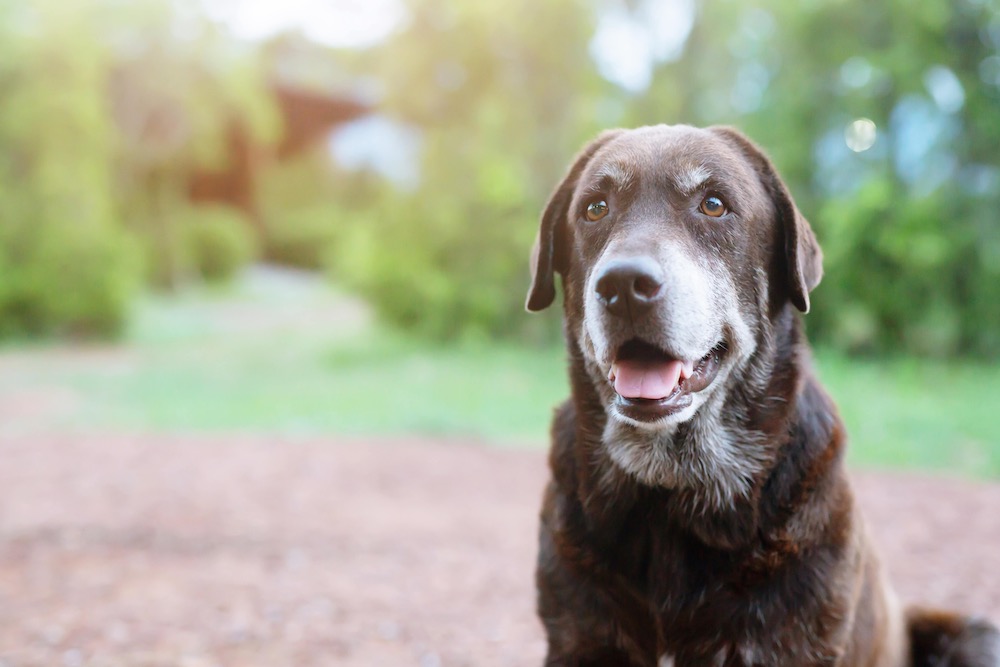 Cushing beim Hund Portrait brauner Hund sitz in einem Garten