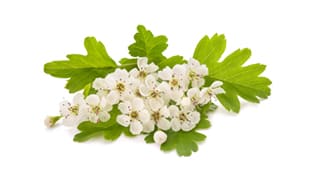 Weißdornblatt mit Blüte Weißdornblatt mit Blüte-Media