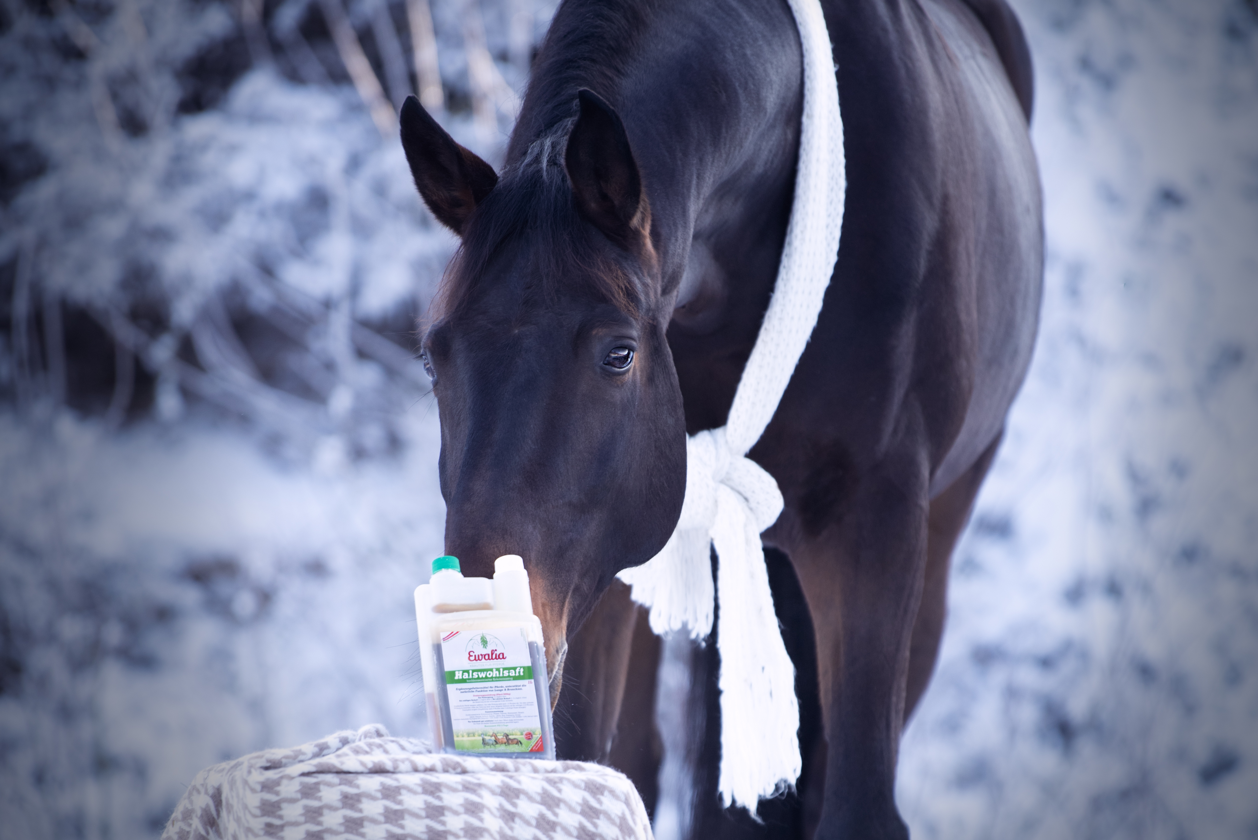 Pferd im Schnee mit Ewalia Kräutersaft