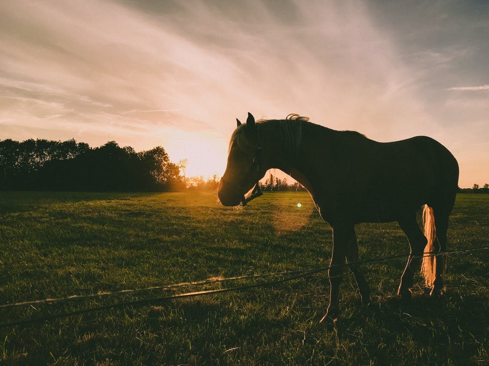 Pferd im Sonnenuntergang auf einer Wiese