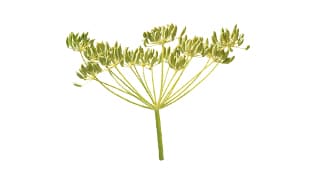 Fenchel süß-Media