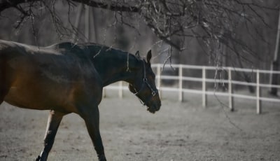 KPU – umstrittene Stoffwechselstörung Pferd auf Reitplatz