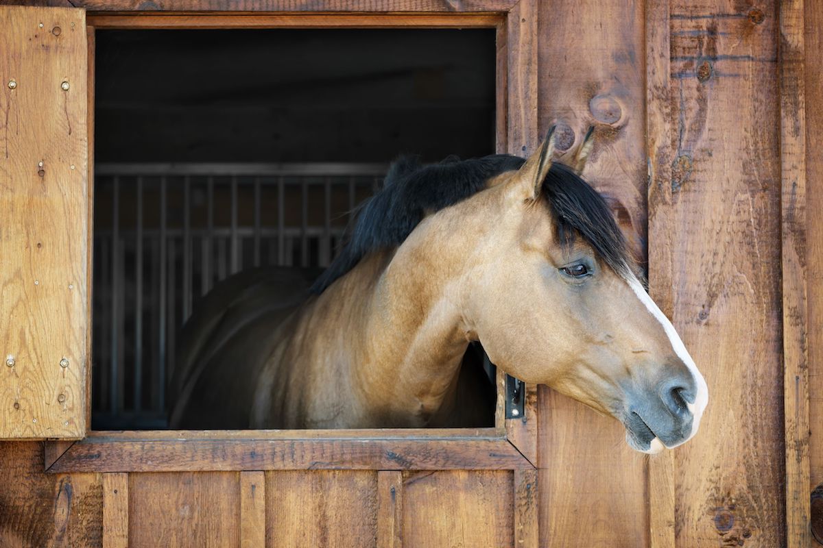 Pferd im Stall