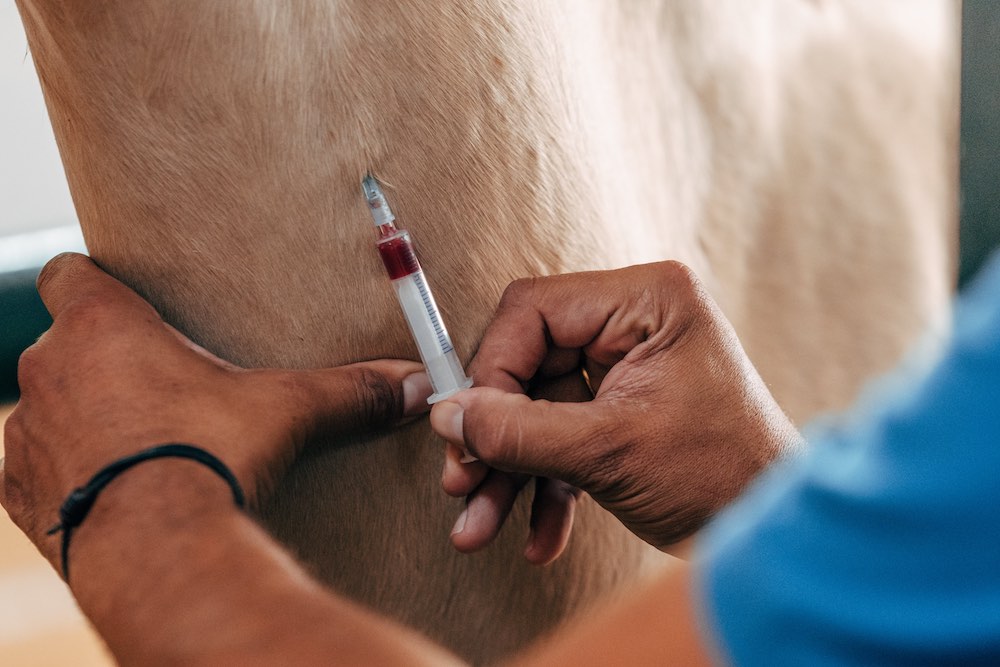 Blutbild Pferd - was die Blutwerte verraten Blutabnahme bei einem Pferd