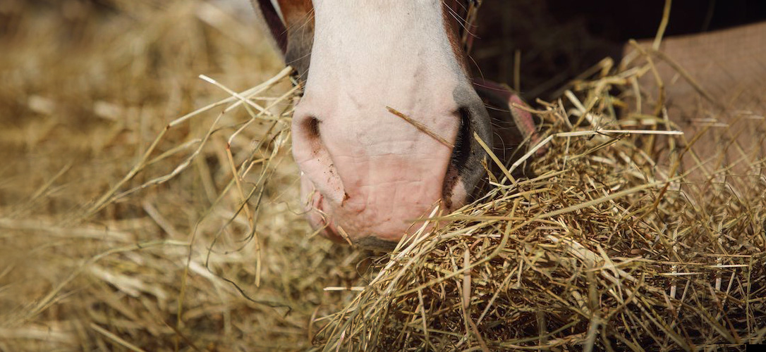 Raufutter für Pferde: Heu, Heulage oder Silage - was ist gesund?
