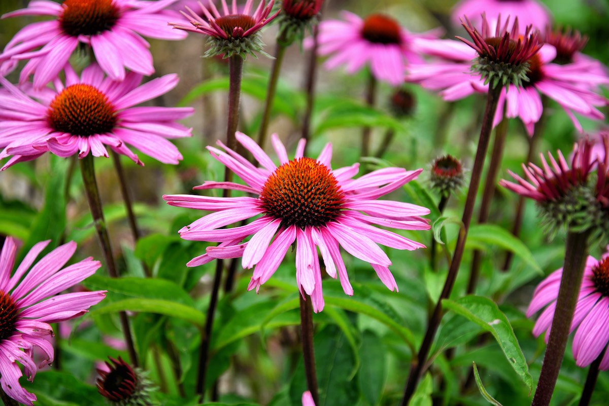 Sonnenhut - Echinacea Sonnenhut Echinacea